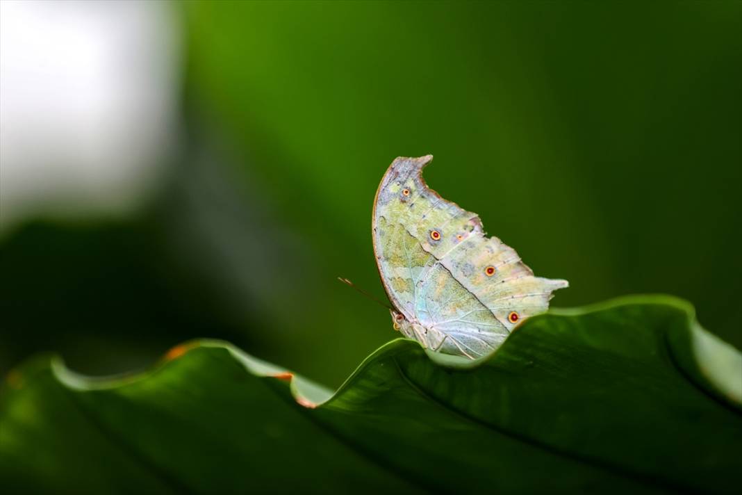 Konya’nın ünlü bahçesinde 10 bin kelebek vuslat için ilk kez kanat çırpacak 18